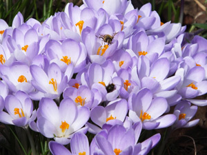 Krokusse